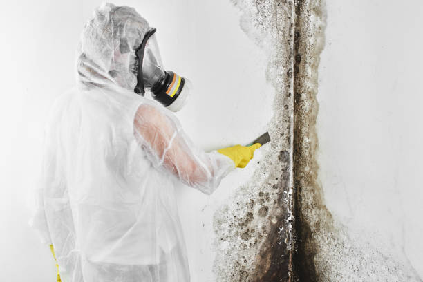 Best HVAC Mold Remediation in Pottsville, AR