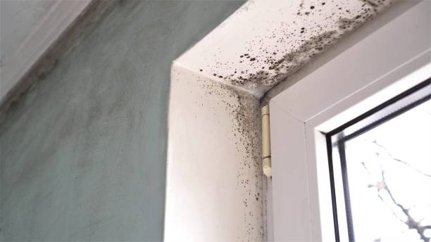 Best Kitchen Mold Remediation in Pottsville, AR