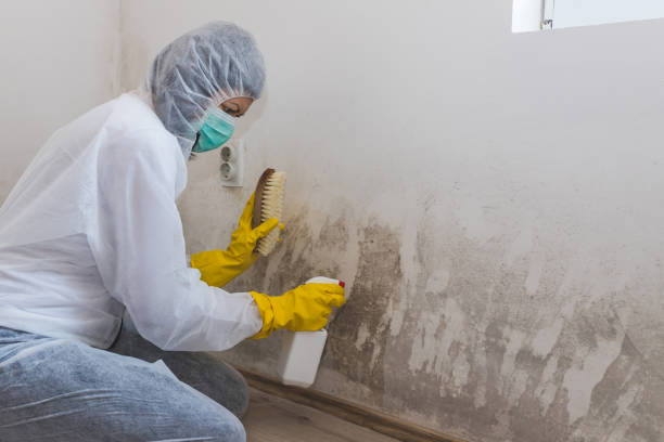 Best Attic Mold Remediation in Pottsville, AR
