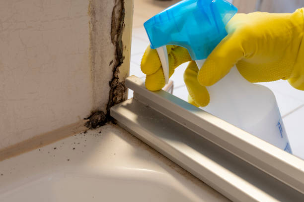 Best Health and Safety Mold Remediation in Pottsville, AR