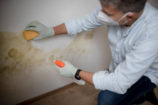Best DIY Mold Remediation Support Services in Pottsville, AR