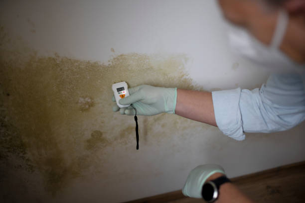 Best Localized Mold Remediation (e.g., coastal areas, humid climates) in Pottsville, AR
