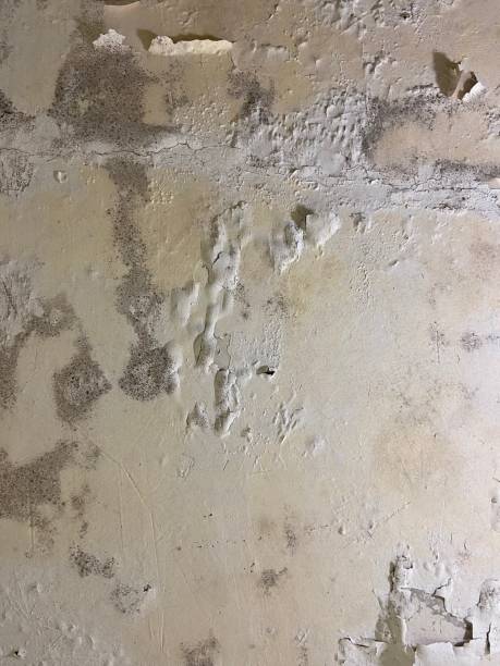 Best Mold Remediation for Schools in Pottsville, AR