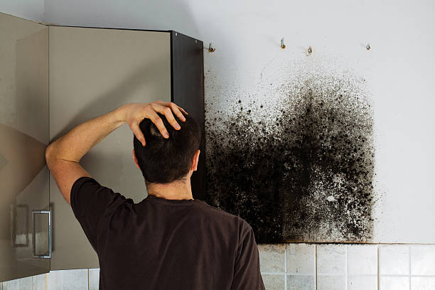 Best Residential Mold Remediation in Pottsville, AR