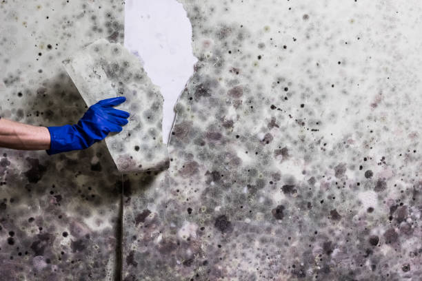 Best Mold Testing and Inspection Services in Pottsville, AR