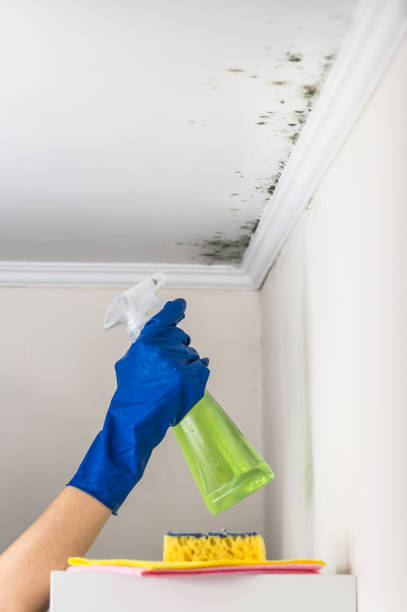 Reliable Pottsville, AR Mold Remediation Solutions